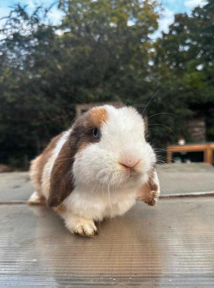 MINILOP voedster, Dieren en Toebehoren, Konijnen, Dwerg, Vrouwelijk, 3 tot 5 jaar, Hangoor