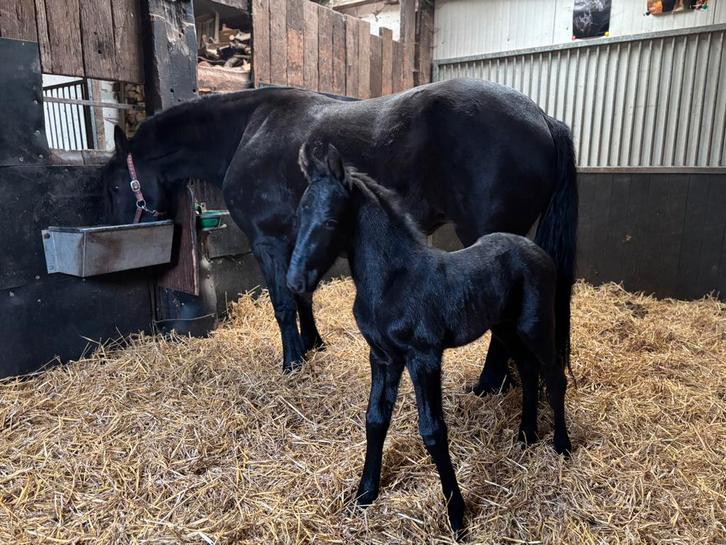 Geboortemelder, birth alarm te huur, Dieren en Toebehoren, Paarden