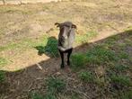 Ouessant ooi, Dieren en Toebehoren, Vrouwelijk, Schaap