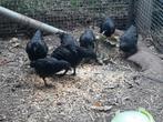 Ayam Cemani, Dieren en Toebehoren, Pluimvee