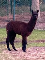 Mooie jonge alpaca hengst, Dieren en Toebehoren, Paarden en Pony's | Dekhengsten en Fokmerries, Hengst