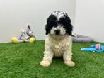 Cavapoo pups, België, 8 tot 15 weken, CDV (hondenziekte), Meerdere