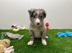Border Collie pups, België, CDV (hondenziekte), 8 tot 15 weken, Collie