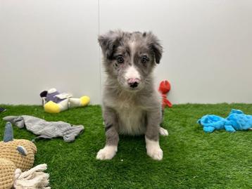 Chiots Border Collie, Colley, Plusieurs, Parvovirose, Belgique