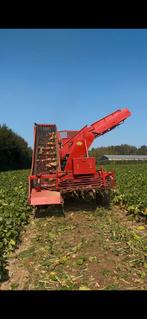 Voederbieten te koop 0497 34 30 54, Ophalen, Vee