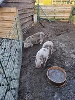 Mini varkentjes, Dieren en Toebehoren, Schapen, Geiten en Varkens