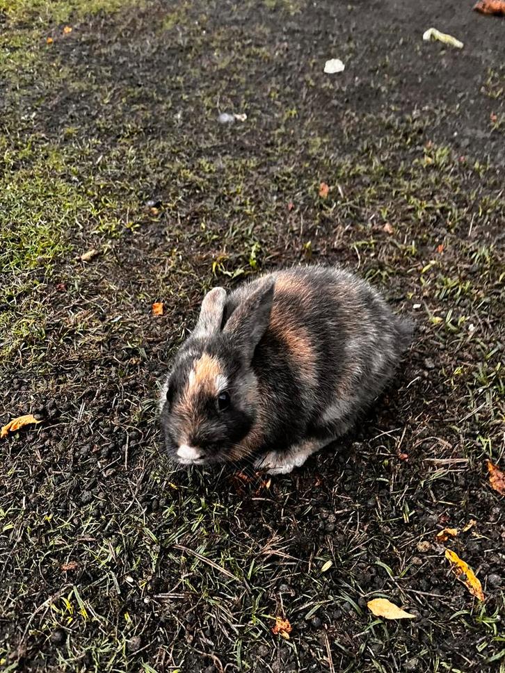3 lieve dwergkonijntjes kom kijken of neem zemee naar huis!, Dieren en Toebehoren, Konijnen, Dwerg, Meerdere dieren, 0 tot 2 jaar
