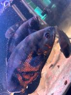 5 grote oscars te koop