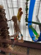 2 dwerg papegaaien met kooi te Nazareth., Dieren en Toebehoren, Vogels | Parkieten en Papegaaien, Geslacht onbekend