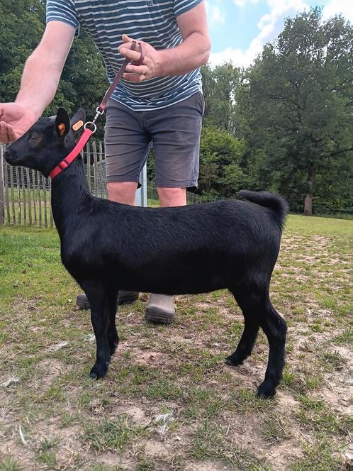 Dwerggeitje mieke, Dieren en Toebehoren, Schapen, Geiten en Varkens