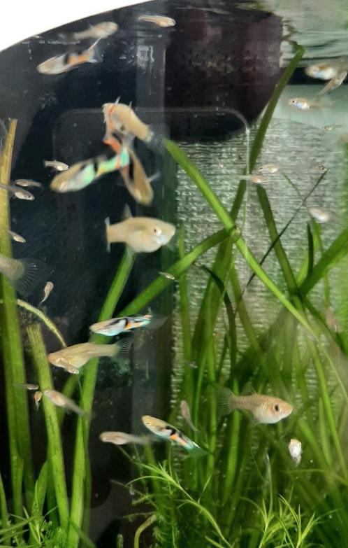 Endler Gupy  El Tigre, Dieren en Toebehoren, Vissen | Aquariumvissen