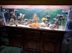 aquarium marin, Animaux & Accessoires, Poissons | Aquariums & Accessoires, Enlèvement, Comme neuf, Aquarium d'eau de mer rempli