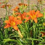 Hemerocalis 'Frans Hals', Ophalen, Vaste plant