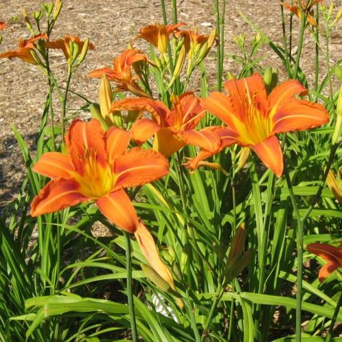 Hemerocalis 'Frans Hals', Tuin en Terras, Planten | Tuinplanten, Vaste plant, Ophalen