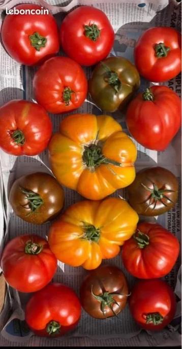 Tomates beschikbaar voor biedingen