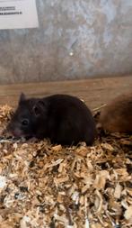 Hamsters dorés mâles, Animaux & Accessoires, Mâle