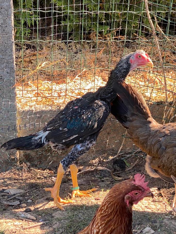 Jonge shamo jap haan, Dieren en Toebehoren, Pluimvee