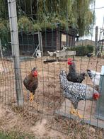 Poules/coqs, Animaux & Accessoires, Enlèvement