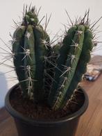Mooie *redenlijk* grote cactus doe een bod :), Cactus, Ophalen of Verzenden