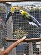 Bleekkop rosella pop gevraagd, Dieren en Toebehoren, Vogels | Parkieten en Papegaaien