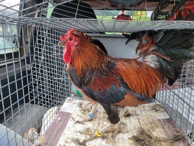 Œufs de Cornuta di Caltanissetta, Dieren en Toebehoren, Pluimvee, Kip