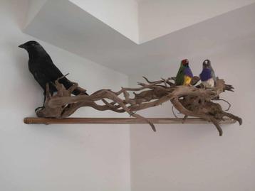 Opgezette vogels Taxidermie te koop. beschikbaar voor biedingen