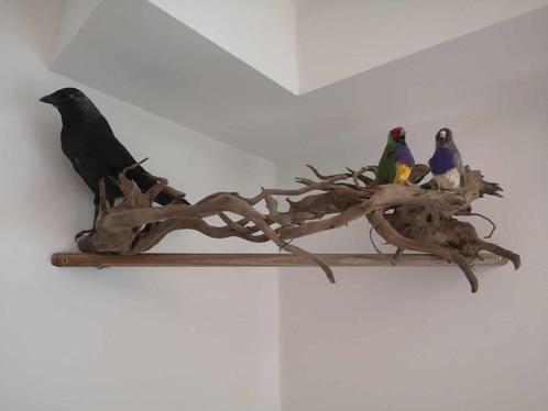 Opgezette vogels Taxidermie te koop., Verzamelen, Dierenverzamelingen, Ophalen