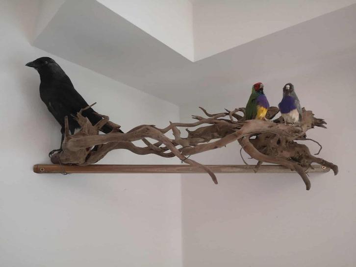 Opgezette vogels Taxidermie te koop., Verzamelen, Dierenverzamelingen, Ophalen