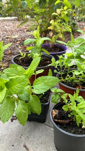 Muntplantjes beschikbaar voor biedingen