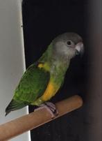 Senegal papegaai/bonte boer, Geslacht onbekend, Papegaai, Geringd
