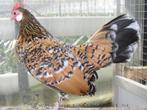Sierkippen Cochins, Baardkrielen, Wyandotte, ..., Dieren en Toebehoren, Kip