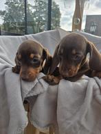 Teckel pups, Dieren en Toebehoren, Honden | Teckels en Dashonden, België, Particulier, 8 tot 15 weken, Korthaar