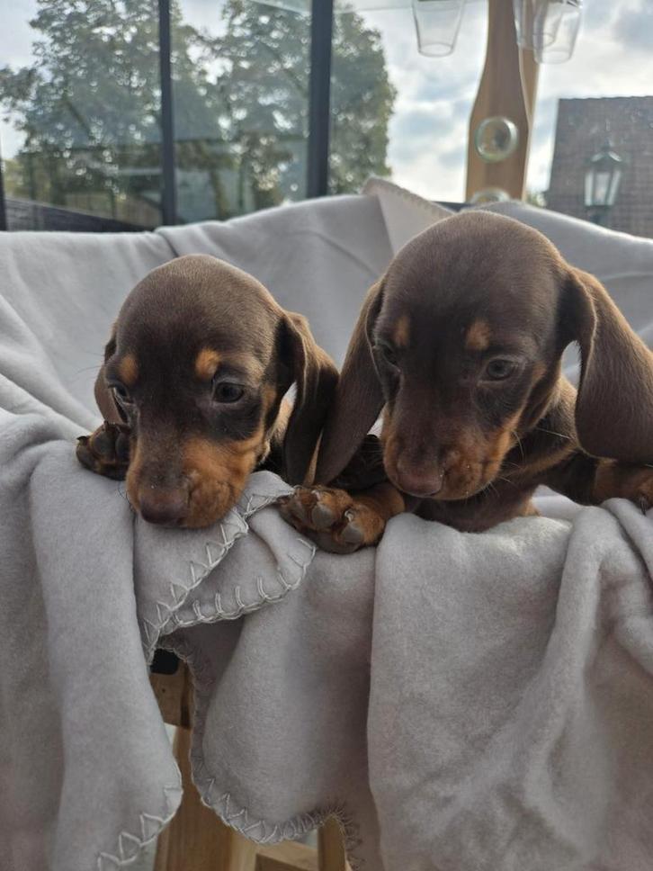 Teckel pups, Dieren en Toebehoren, Honden | Teckels en Dashonden, Meerdere dieren, Korthaar, Dwerg, Particulier, Meerdere, België