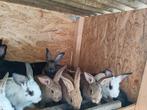 Jeune   a vendre, Dieren en Toebehoren, Schapen, Geiten en Varkens