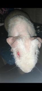 naakte cavia/skinny weerwolf mannetjes, Dieren en Toebehoren, Cavia, Augustus, Mannelijk, Tam