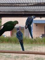 Blauwe barnard 2025 (met dna): mannen, Dieren en Toebehoren, Parkiet