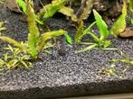 Corydoras Sterbae, groupe de 6 reproducteurs, Ophalen, Gebruikt, Overige typen
