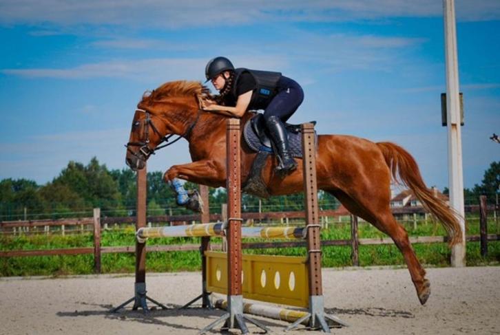 Diva is klaar voor haar volgende avontuur! (D-pony), Dieren en Toebehoren, Pony's, Merrie, B, D pony (1.37m tot 1.48m), Springpony