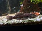 Algeneters, Dieren en Toebehoren, Vissen | Aquariumvissen