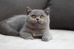 dadelijk beschikbaar blauw brits korthaar poesje Milou, Dieren en Toebehoren, Katten en Kittens | Raskatten | Korthaar, Poes, Gechipt