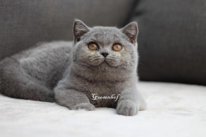 dadelijk beschikbaar blauw brits korthaar poesje Milou, Dieren en Toebehoren, Katten en Kittens | Raskatten | Korthaar, Poes, 0 tot 2 jaar