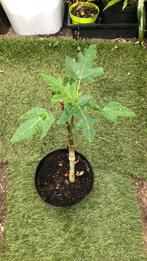 Papaya, Tuin en Terras, Ophalen