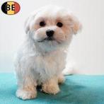 Prachtige Maltezer pups te koop, Dieren en Toebehoren, België, Maltezer, Handelaar, CDV (hondenziekte)