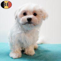 Prachtige Maltezer pups te koop, Dieren en Toebehoren, Honden | Chihuahua's en Gezelschapshonden, Meerdere dieren, Maltezer, Handelaar