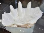 mooie zware doopvontschelp, Verzamelen, Mineralen en Fossielen, Ophalen of Verzenden