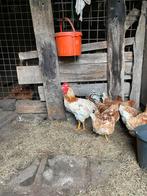 Haan leghorn, Dieren en Toebehoren