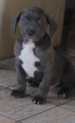 Chiots American Bully XL Abkc, Chien (mâle), Autres races, Belgique, Plusieurs