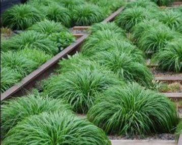 Carex evergreen disponible aux enchères