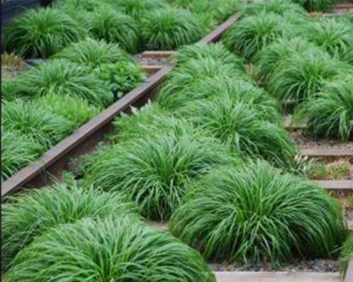 Carex evergreen, Jardin & Terrasse, Plantes | Jardin, Couvre-sol, Mi-ombre, Enlèvement