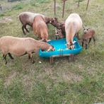 Kameroen bokje te ruilen of te koop, vervoer mogelijk., Dieren en Toebehoren, Mannelijk, Schaap, 0 tot 2 jaar